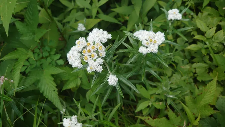 這也有點像籟簫