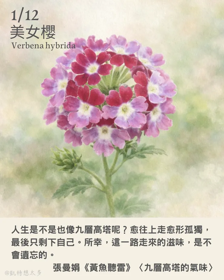 《一日一花・一句》｜1 月 12 日｜美女櫻 × 張曼娟《黃魚聽雷》〈九層高塔的氣味〉