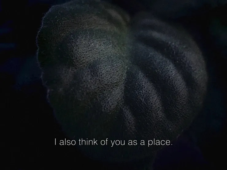 Usambara Violet (2020)