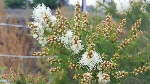 如串珠一般的纍纍花苞，即將綻出白色的花絲。