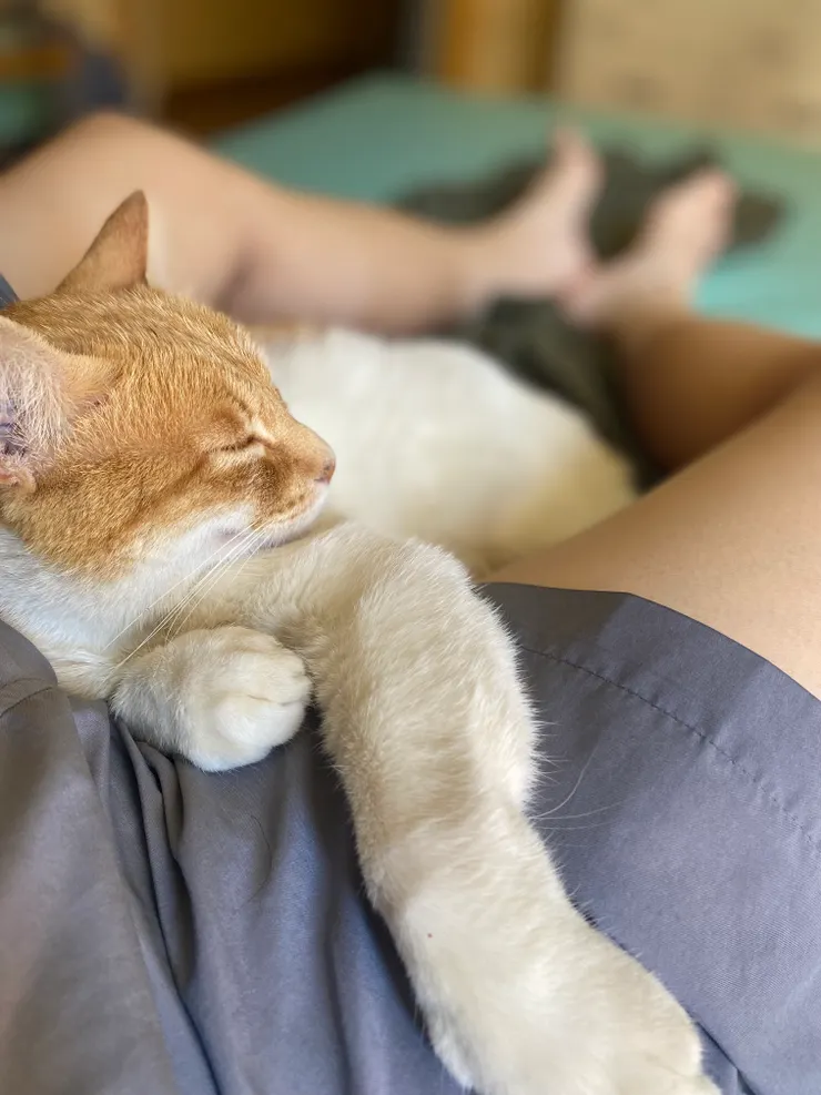 跳蚤帶原者，看牠長的很可愛，就不跟他追究了。