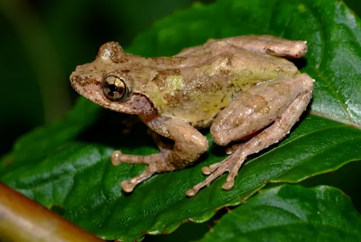艾氏樹蛙寫真照(李鵬翔攝)