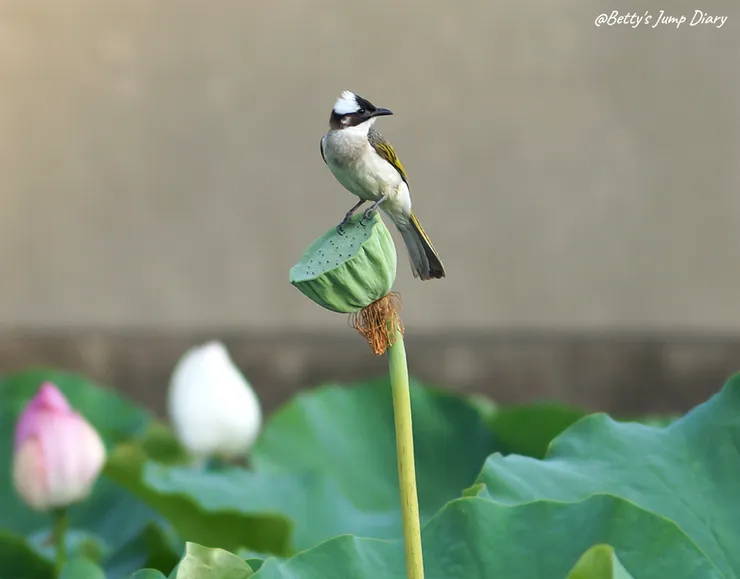 ▲2024桃園蓮花季/圖片來源:Betty's Jump Diary