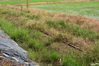 (7891)-往大林方向拍
