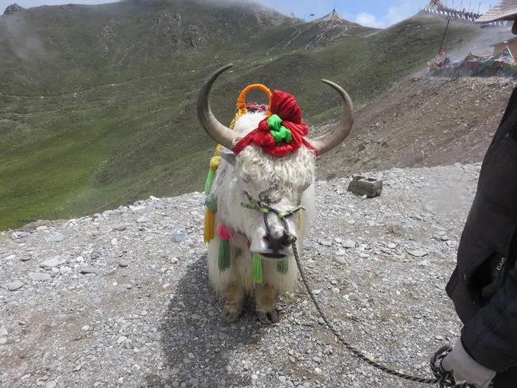 藏區的重要牲畜氂牛。