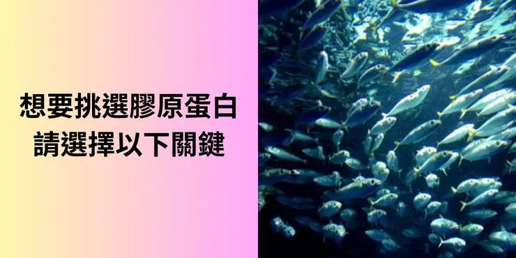 膠原蛋白的原料選擇