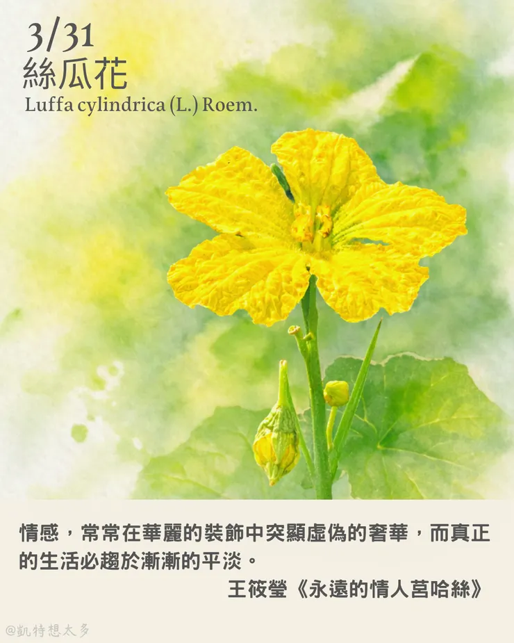 絲瓜花×王筱瑩《永遠的情人 莒哈絲》