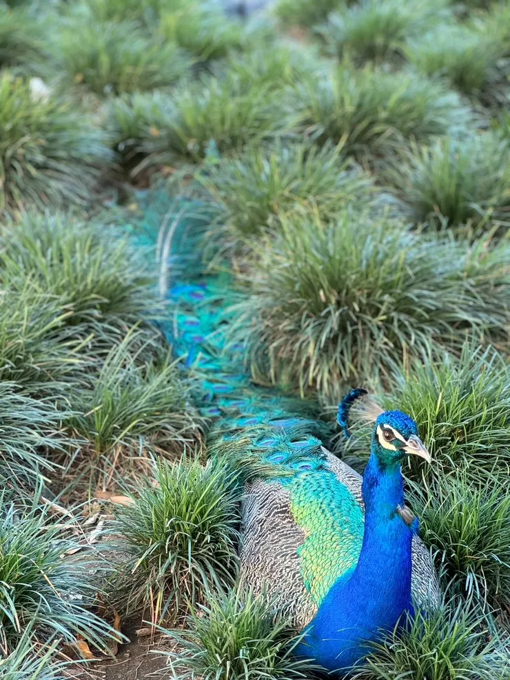 校園裡鮮豔的孔雀