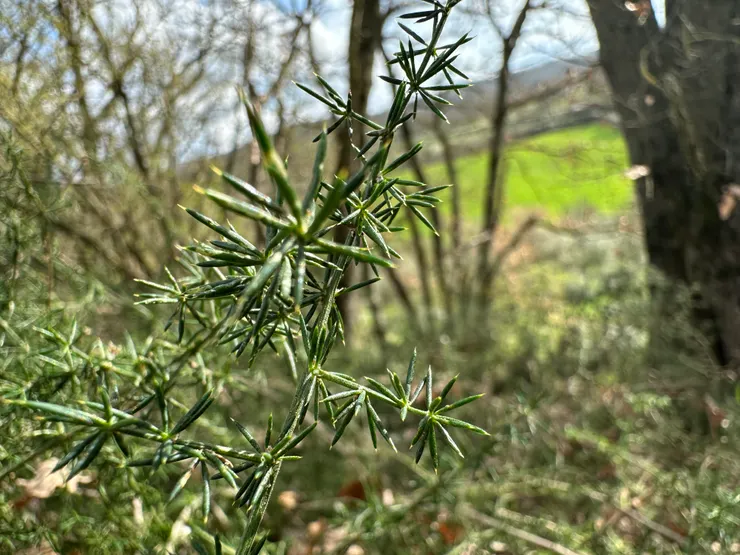 要是被蘆筍葉子扎到那就不得了了