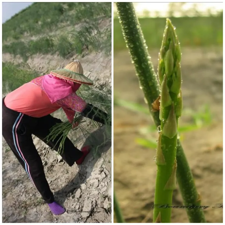 生產綠蘆筍的田隴較平