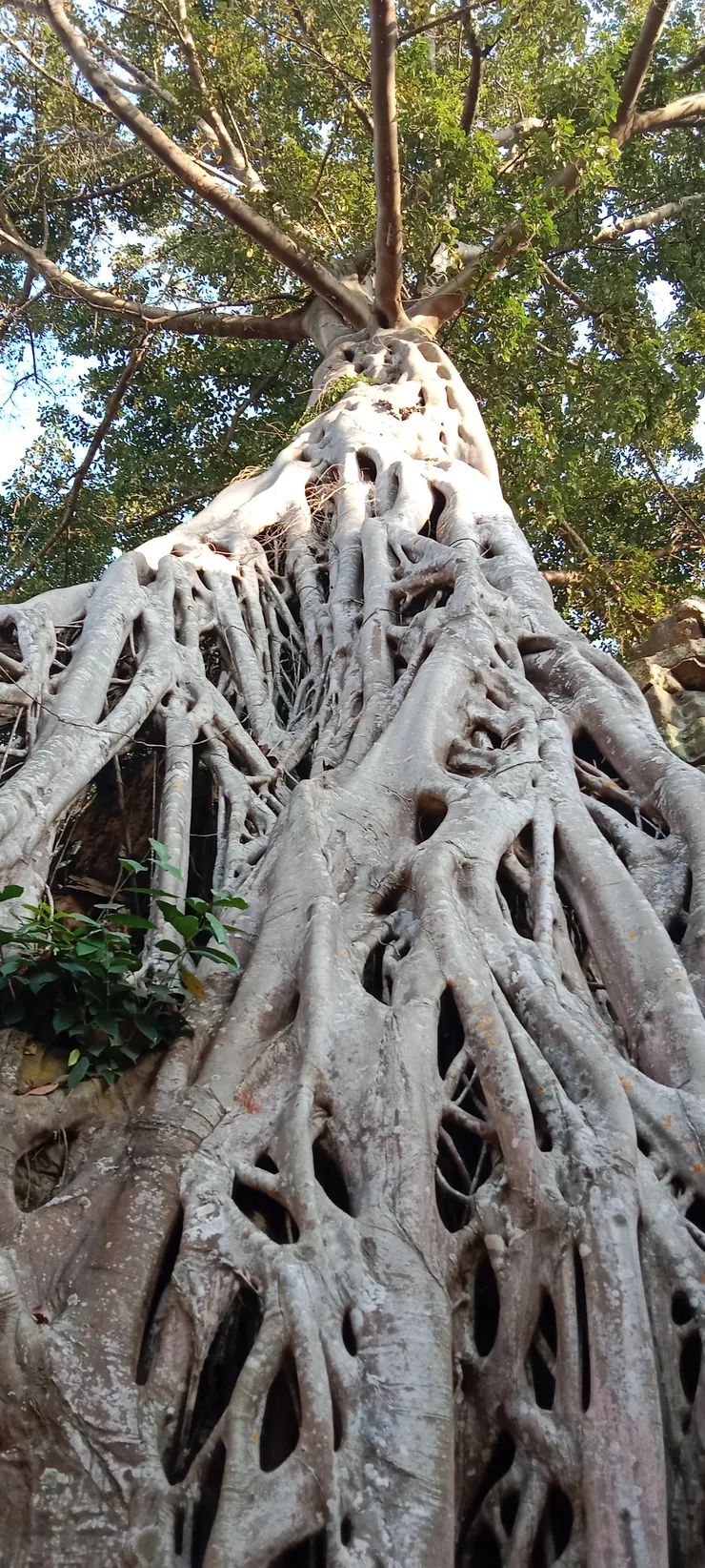拍的暹粒吴哥遗址一棵古树