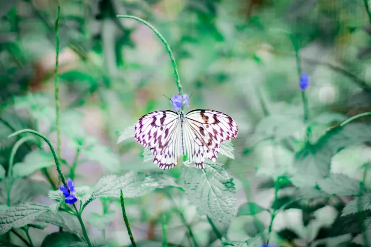 大白斑蝶。