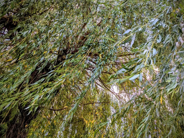 2025/08/22 處暑：住家巷口一戶人家後院，有參天柳樹一棵，每次外出散步必經過。節氣之始，以汝為證。  Google 誤我，今年處暑應是 08/23。