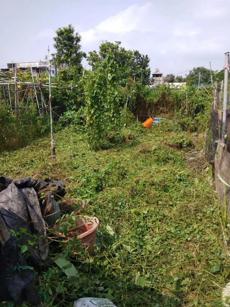 先除過第一遍草