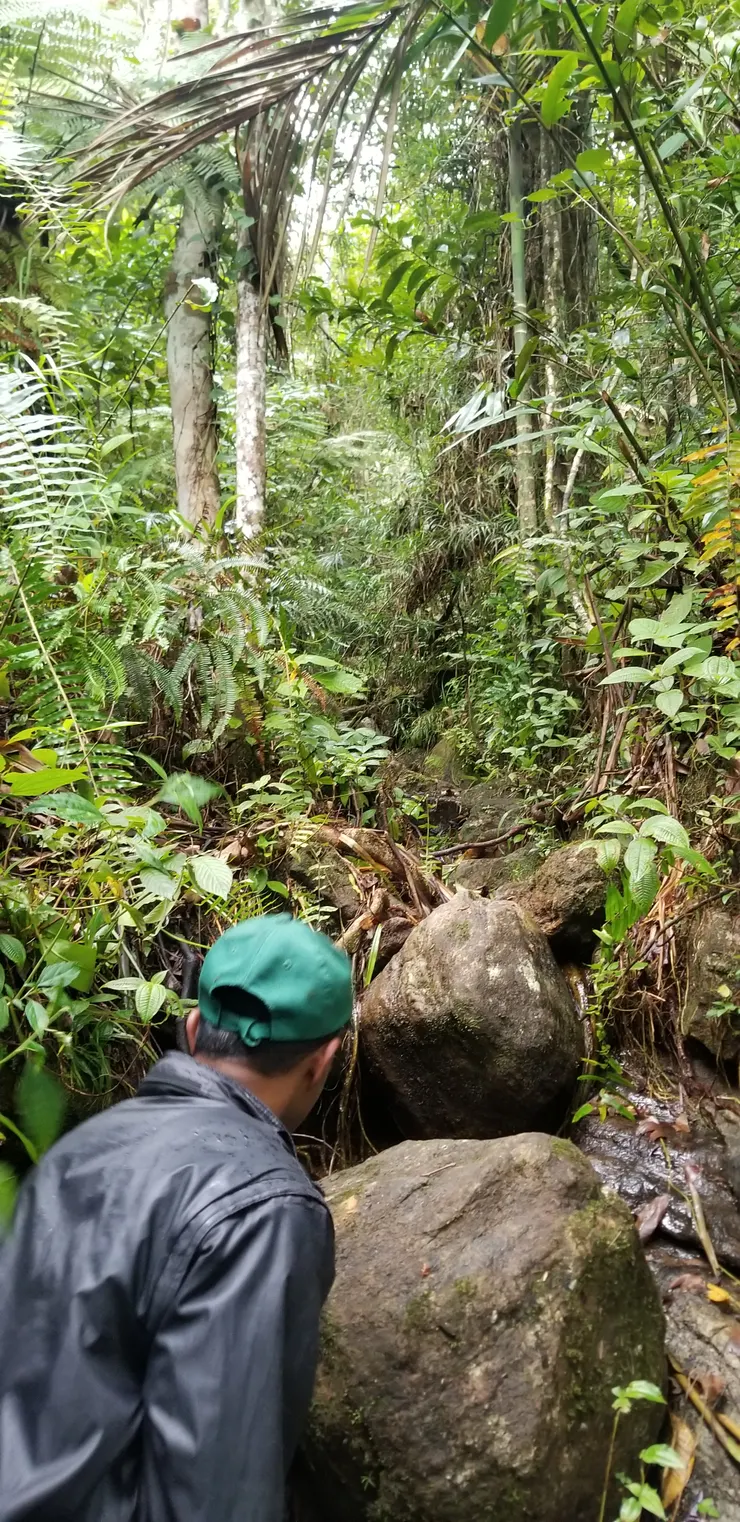 村民示意要走進樹林才可以看到貓頭鷹