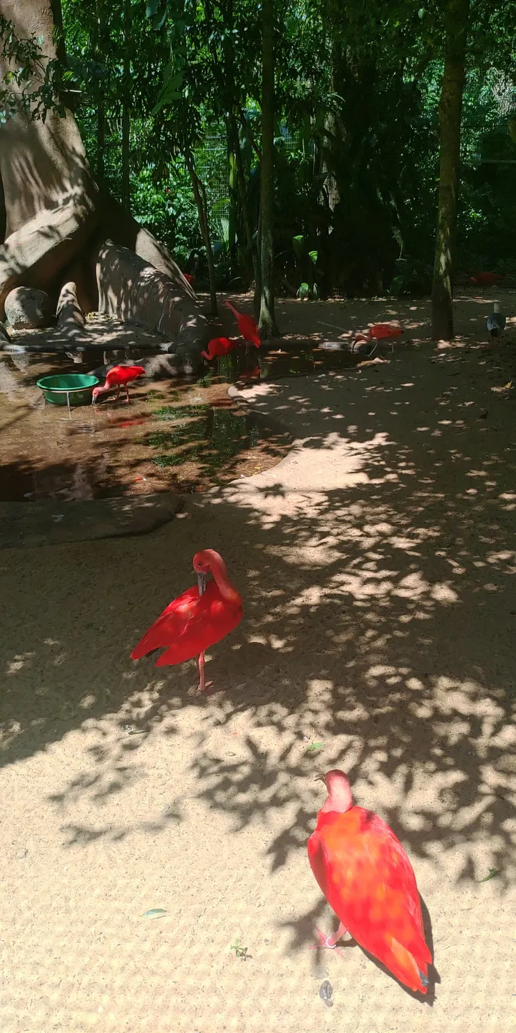 這裡人鳥沒有距離，他們是主人，我們只是過客