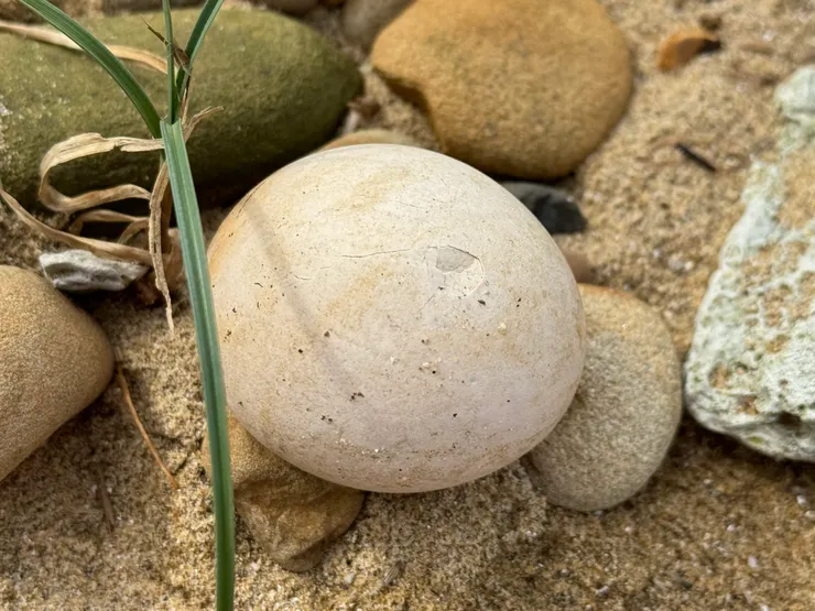 看到了裂痕，原來是一顆蛋 。阿彌陀佛~