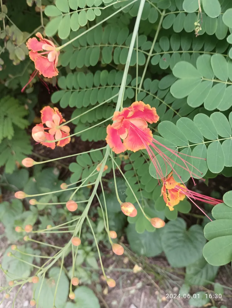 黃蝴蝶（樹名）