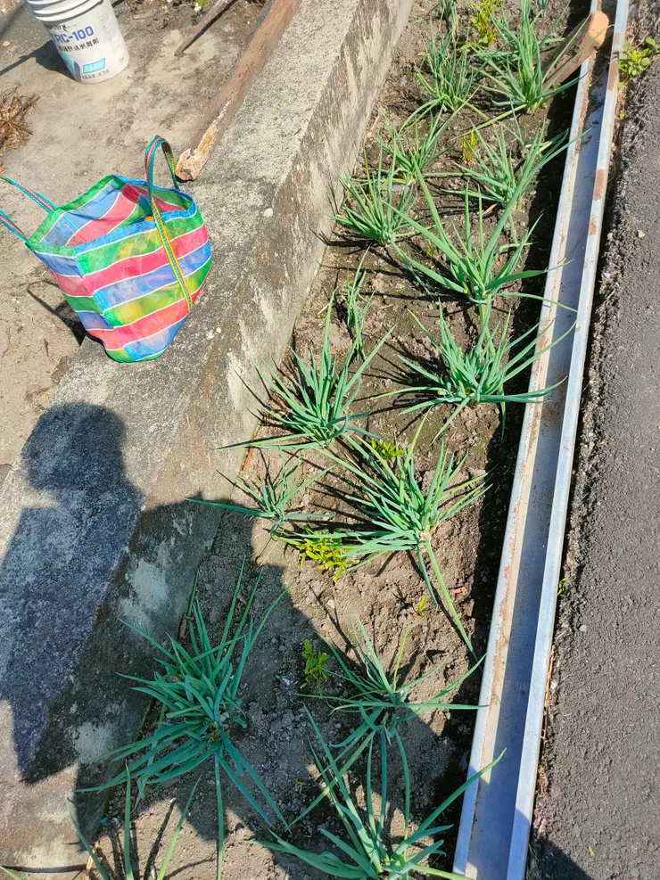 有別人種的蔥和我哦~