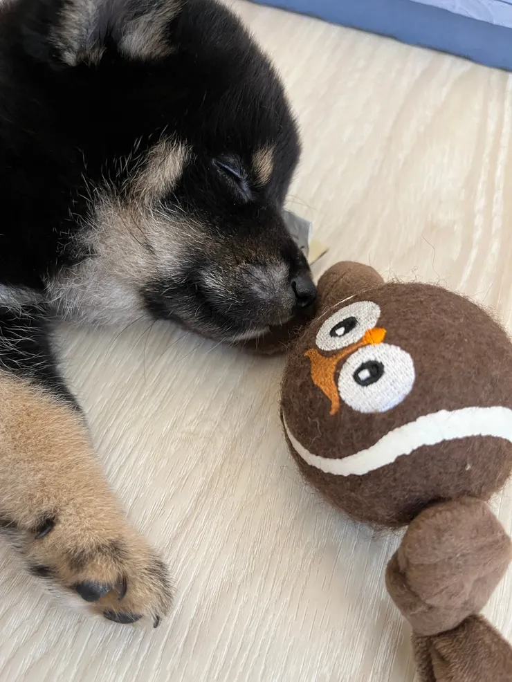 跟玩具一起在夢裡玩耍吧！