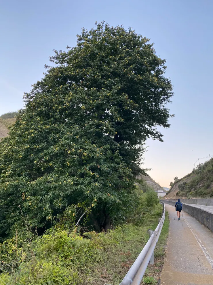 沿途很多老叢栗子樹，結實累累