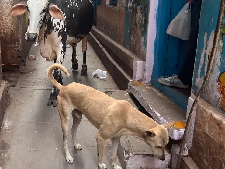 人畜共生，小心地上黃金！