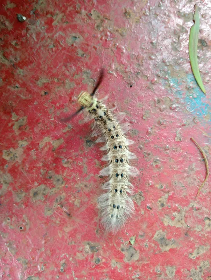 這是一種毒蛾毛毛蟲， 牠們的特徵就是身體佈滿絨毛，背上通常有叢狀的毛束或明顯的斑點。這種毛毛蟲的種類很多，但外觀通常都像圖片中這樣，帶有許多毛髮和獨特的斑紋。