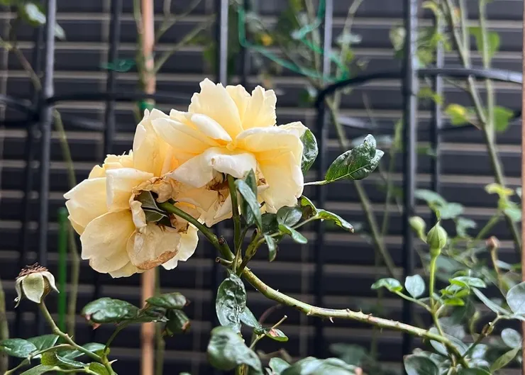 等待，終於燦爛奪目