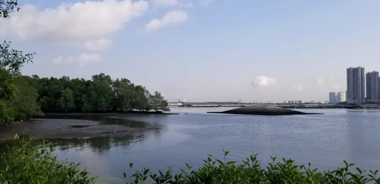 濕地附近有許多水鳥