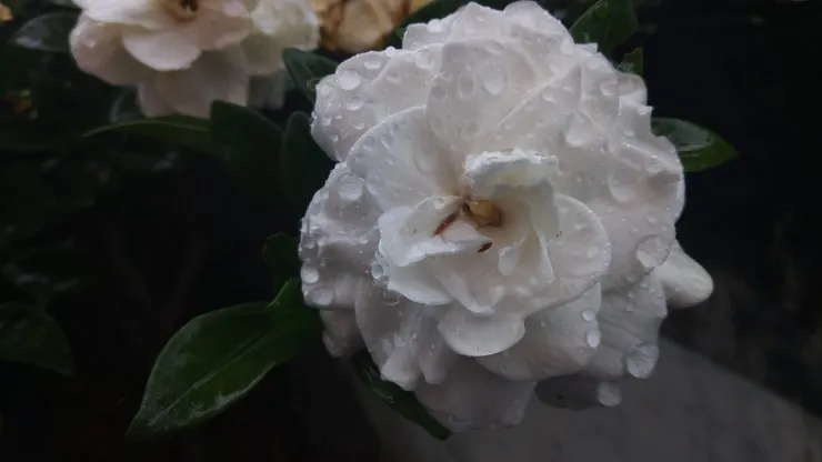 家中的梔子花。