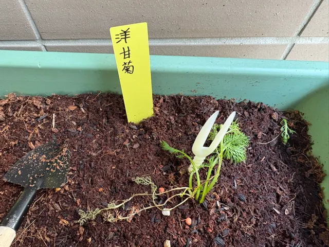 每天喪失幾片葉片...