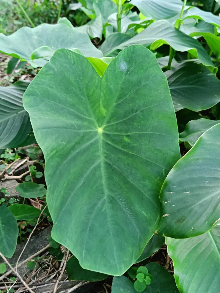 滿臉細絨毛的毛孩子-野芋
