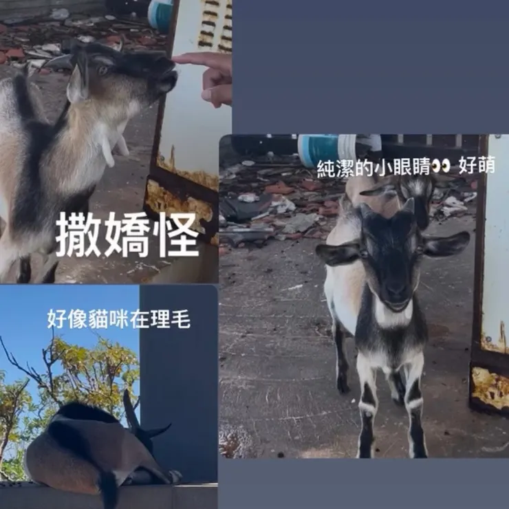 綠島梅花鹿生態園區