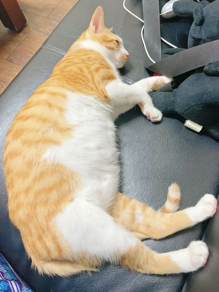 半年後的花生大叔╮(￣▽￣"")╭