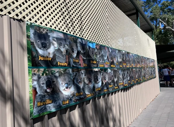 在牆上找我們拍照的那隻無尾熊