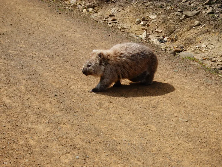 袋熊來送客(Wombat)