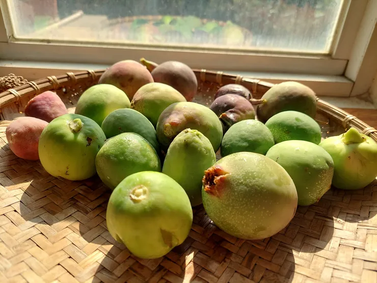 採集了一大堆不同的成熟度的薜荔果 沒想到剖開檢視都是雄果