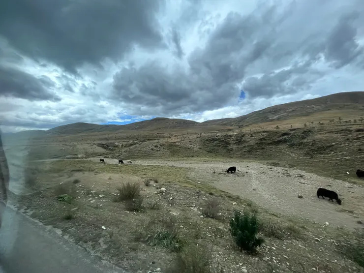 稻城縣，高山、草地、氂牛