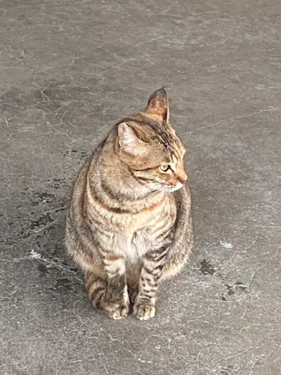 我覺得我沒有想法欸