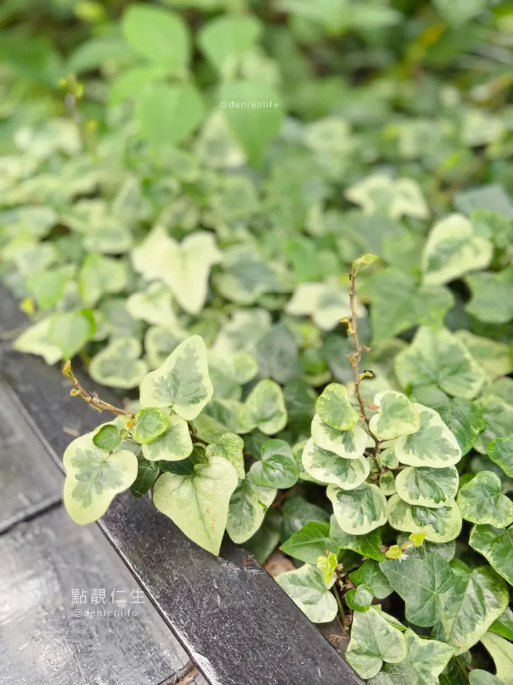 常春藤？｜台北典藏植物園