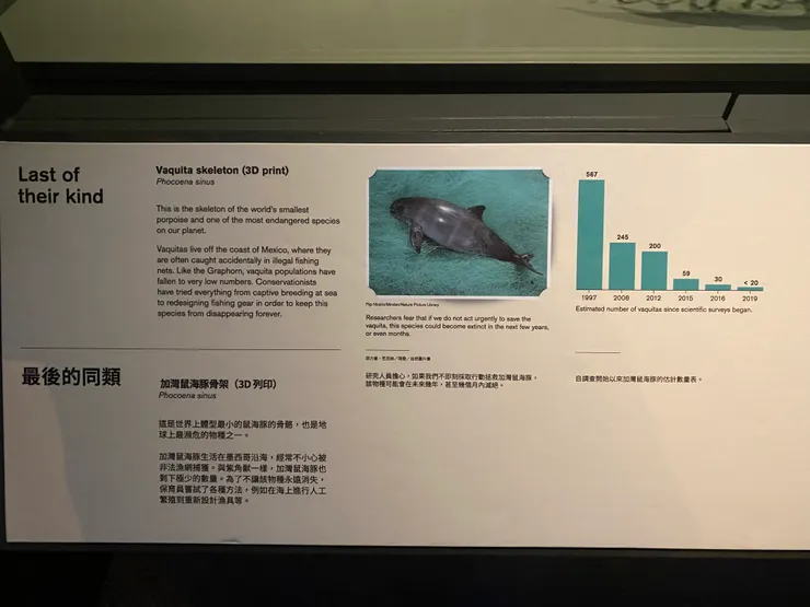 加灣鼠海豚近年數量銳減