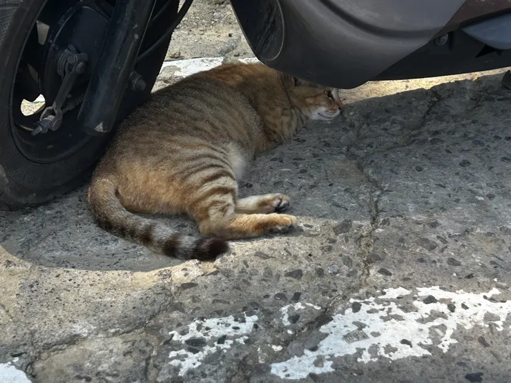 躲在機車下的貓咪