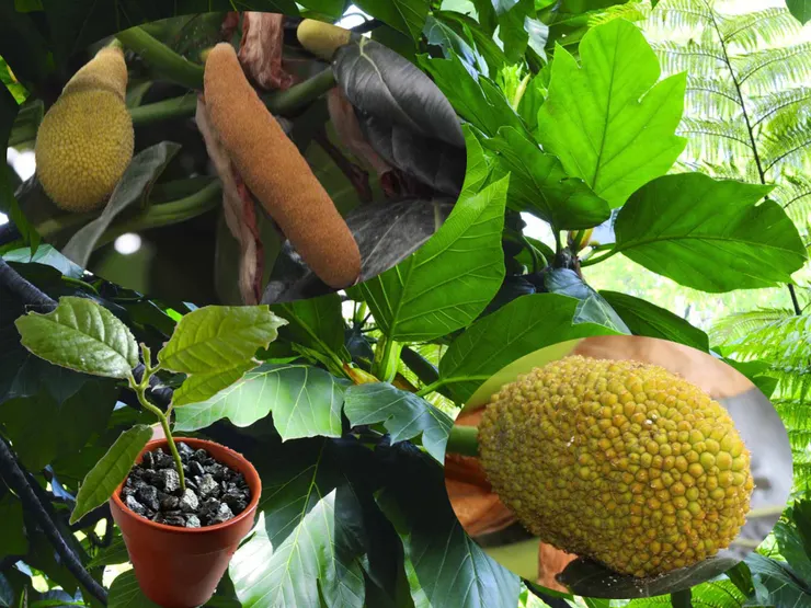 圖2  麵包樹的成長過程