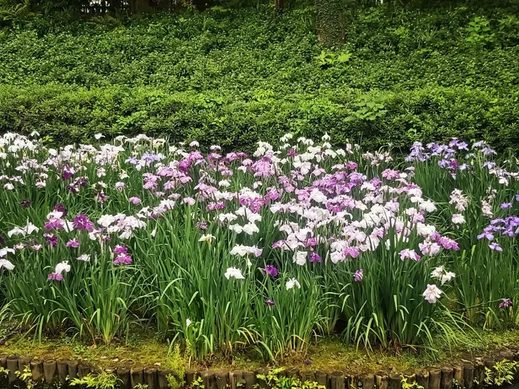 正好是鳶尾花(花菖蒲)季