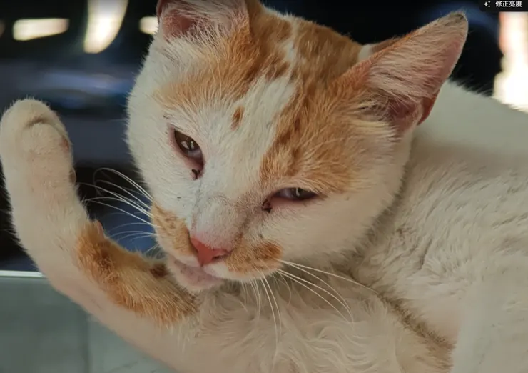 為什麼貓咪洗臉總是用手？解密貓咪的「濕毛巾」清潔術。貓咪的舌頭佈滿了由角質蛋白組成的倒刺