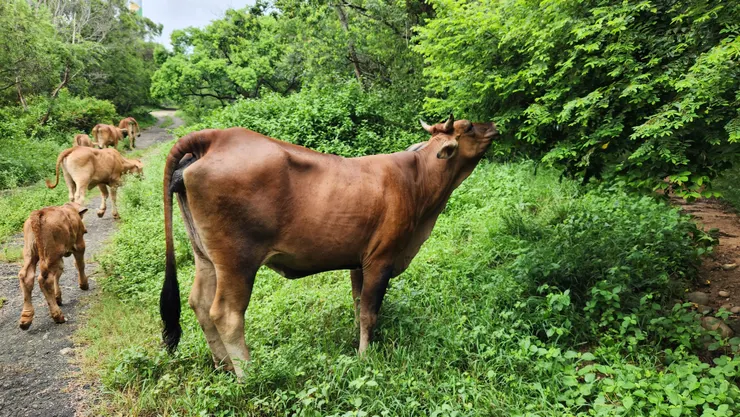老外林道的牛兒