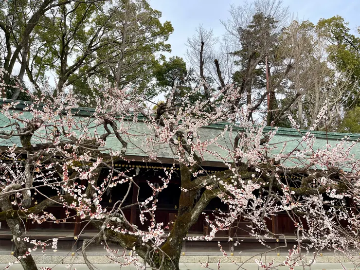 北野天滿宮梅花