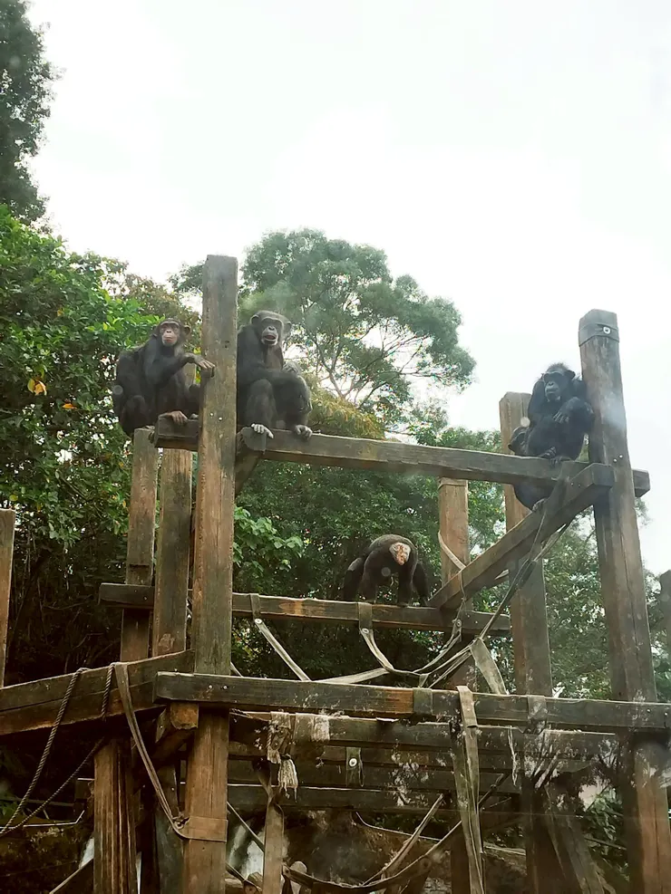 黑猩猩 --- 黑猩猩們 & 人類相互對望ing