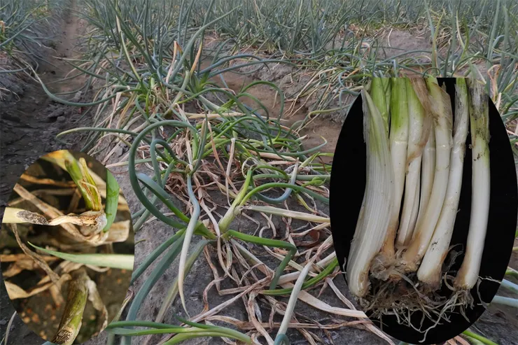 青蔥炭疽捲葉病