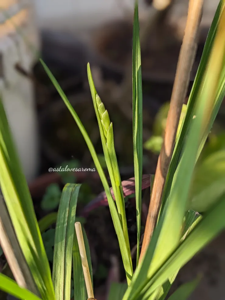 春天就會從綠葉長髮中抽出花苞